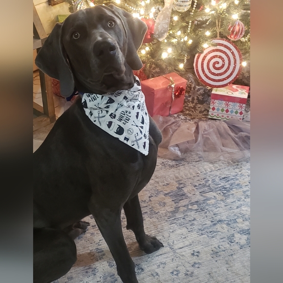 Meet your Posher, Tina - Picture 5 of 5